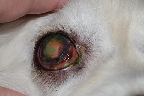 Close up of a dog's eye