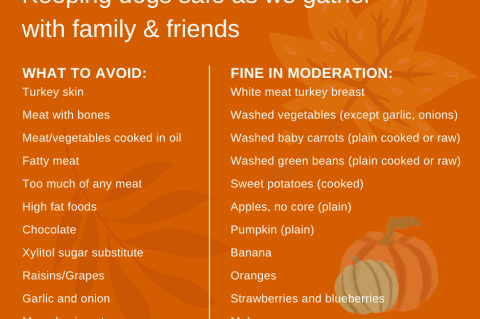 List of what is and isn't safe to feed dogs at Thanksgiving
