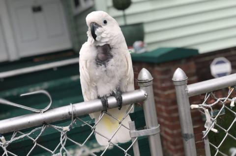 An umbrella cockatoo, named Izzy, is perching on a fence screeching