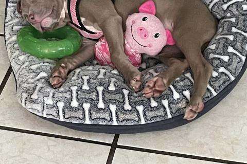 Kesey, a grey pitbull being treated at Foster Hospital, laying in her bed