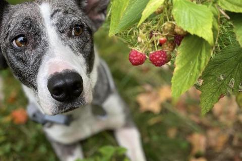 Dog outside looking at berries