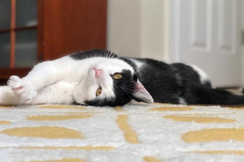 Milton the cat lying on the floor