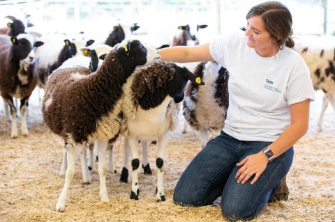 Stephanie Bertrand, assistant farm manager at Cummings School Farm at Cummings School of Veterinary Medicine at Tufts University, provides care for the Jacob sheep that are integral to the research being led by University of Massachusetts Medical School.