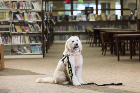 goldendoodle therapy dog sitting in a library trained to listen to children read