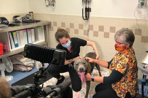 grey pit bull terrier named Bentley with oversized tongue being examined by veterinarian and vet technician at Foster Hospital for Small Animals