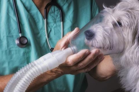 veterinarian holding ventilator mask over dog's face