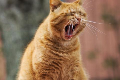 An orange cat mid yawn