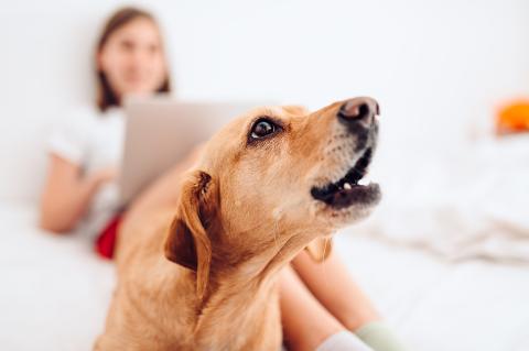 A dog barking while a woman sits working on a laptop in the background.