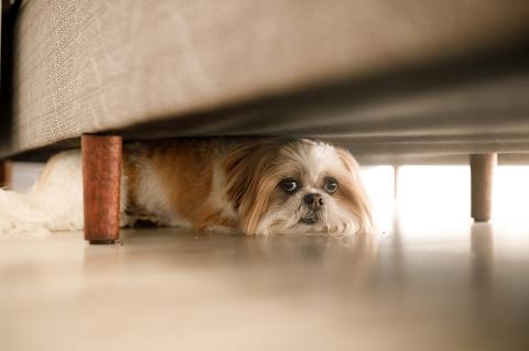 A dog hiding under a couch