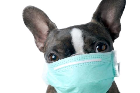 boston terrier wearing a green medical mask