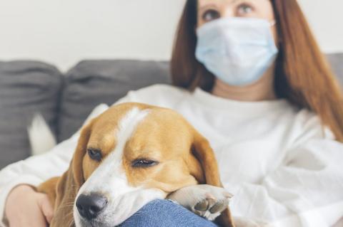 Young woman with brown hair, sitting on her sofa with a medical mask as a precaution against the spread of virus, along with her dog of breed Beagle