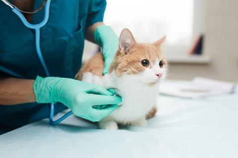white and orange cat being examined with stethoscope by vet wearing protective gloves