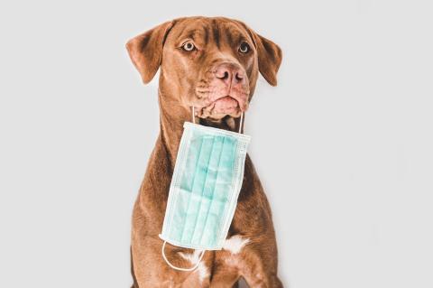 A chocolate-colored dog holding surgical mask in his mouth.