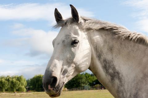 Head shot of beautiful gray horse looking into the distance in the english countryside.