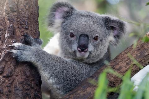 Koala staring from a tree.