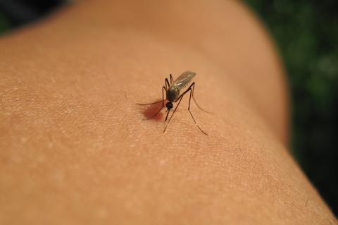 Mosquito sucking blood.