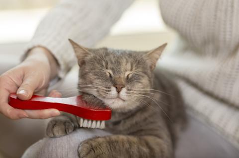 Tabby cat lying in her owner's lap and enjoying while being brushed and combed. Selective focus. Photo courtesy of iStock/vladans