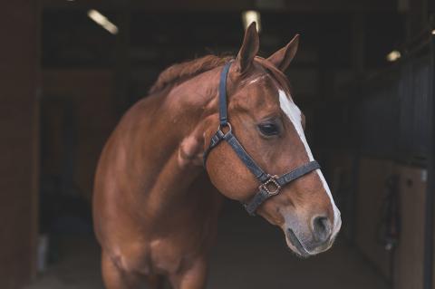 A brown horse wearing a bridle