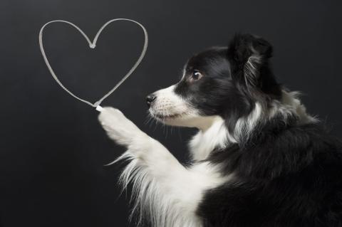 Dog drawing a heart on a blackboard with chalk
