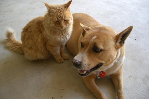 cat sitting next to a dog who is lying on the floor