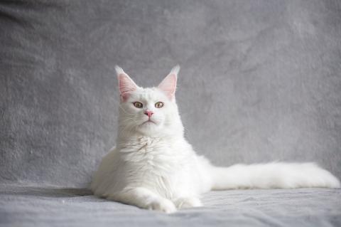 Picture of a white cat