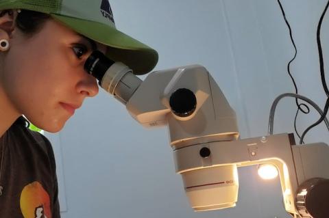 Tess van Kan, VG16, pictured here looking into a microscope on a research trip in Thailand’s Nan Province