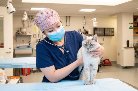 Dr. Yuki Nakayama poses for a photo with a cat