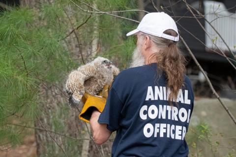 An owlet that fell from it's nest during strong winds being rescued by animal control officer