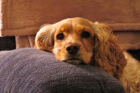 cocker spaniel resting his chin on the arm of a couch