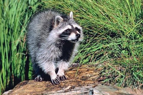 A raccoon crouching in the grass