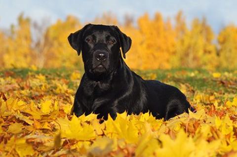 black Labrador retriever laying in a pile of yellow fall leaves facing camera
