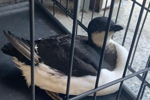 Thick-Billed Murre in a cage