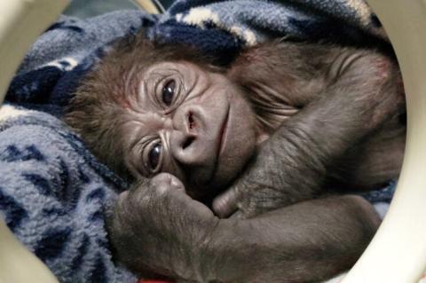 Western lowland gorilla baby rests in incubator shortly after birth.