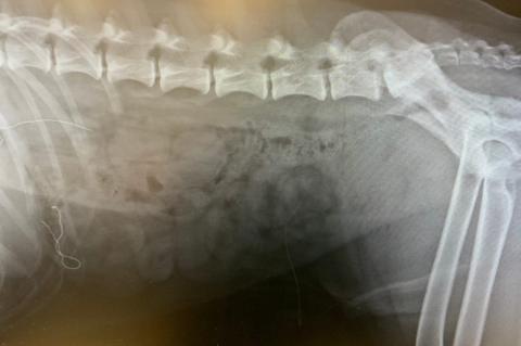 x-ray of 2 medical face masks in dog's stomach and small intestine
