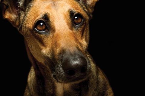 Picture of a dog on a black background.