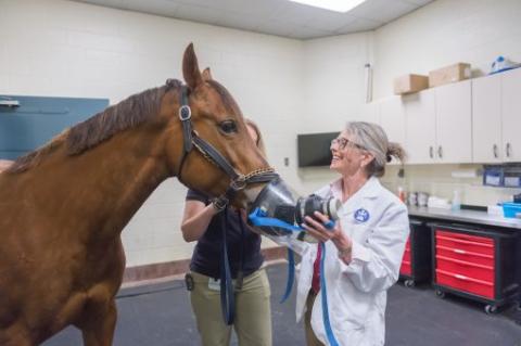 A horse wearing a breathing mask