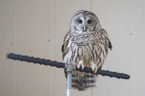A barred owl in recovery at the Tufts Wildlife Clinic