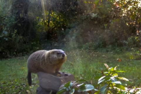 A groundhog sitting on a rock