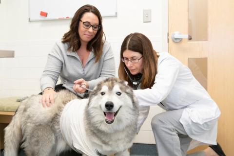 a husky dog being examined by a veterinarian, while its owner looks on