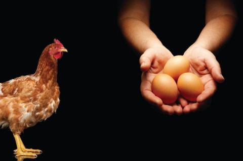 a hen and a pair of hands holding three eggs