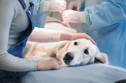Dog lying on a physical examination table at the veterinarian before surgery