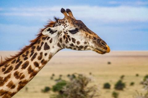 A giraffe’s long neck and head against a blue sky. 