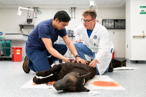 A student and a veterinary professor kneeling on the floor working on a simulation dog.