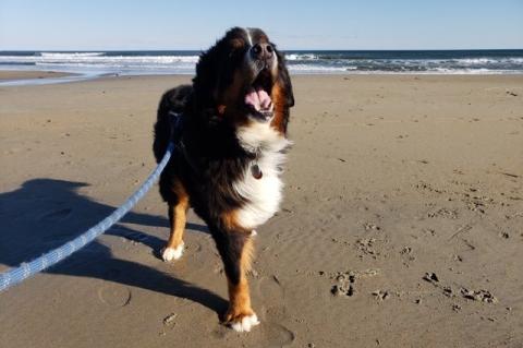 A Bernese mountain dog with only three legs walking on a beach. 