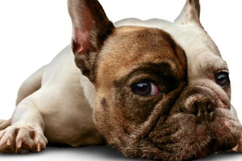 A bulldog stares forward with big brown eyes.