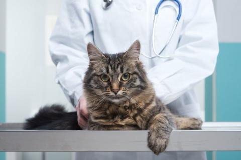 A cat on an examining table, with a veterinarian touching its side.