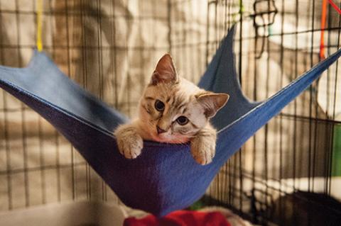 kitten laying in a pet hammock with paws hanging over the side and looking out