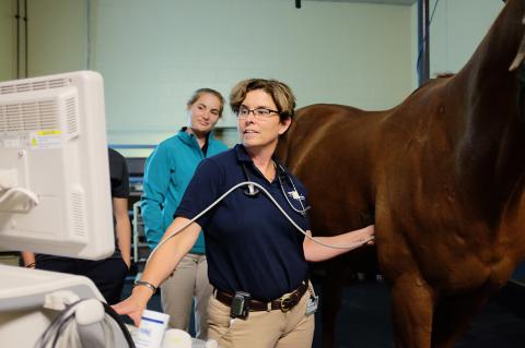 A woman performing an ultrasound on a horse.