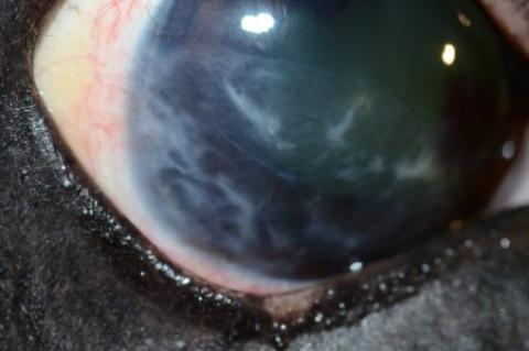 Close up of a horse's eye.