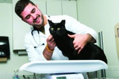 Harris Fitzgerald, AVM student, with black cat on scale